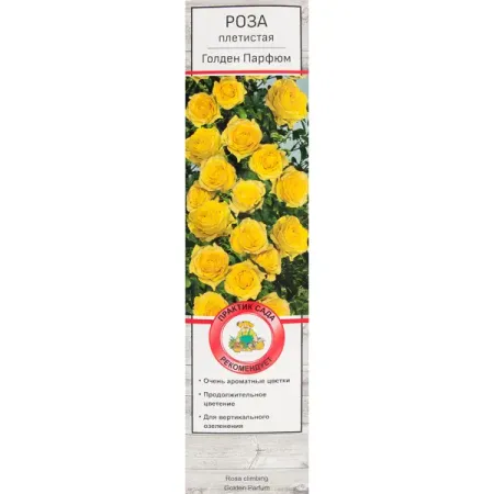 Розы плетистые «Голден Парфюм» искусственные розы yongsnow 10 шт