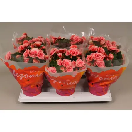 Бегония Бориас ø13 h30 см бегония гавриш гоу гоу розовая f1 клубневая гранул 4 шт пробирка