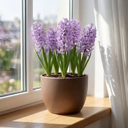 Гиацинт микс ø18 h25 см 5 шт.