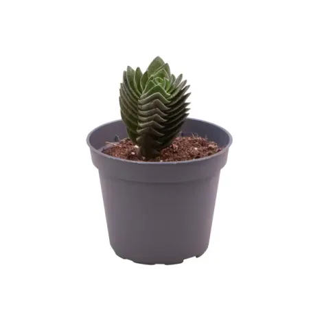 Крассула ø6 h11 см статуя будды ганеша из канифоли