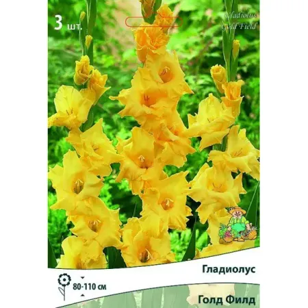 Гладиолус крупноцветковый Голд Филд, 3 шт.
