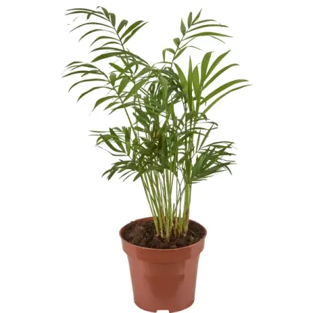 Хамедорея 12x40 см искусственные растения мufu тропическая пальма 29 дюймов