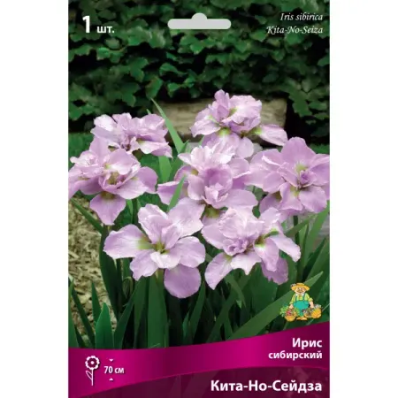 Ирис сибирский «Кита-Но-Сейдза» разбор I искусственные синие шелковые листья для декора