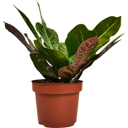 Кротон Варьегата Микс ø12 h45 см силиконовые формы для торта листья