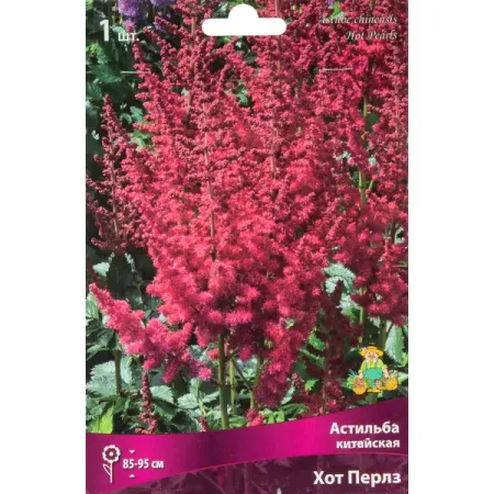 Астильба китайская Хот перлз луковица I китайская медная монета с ком сливы