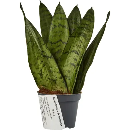 Сансевьера Зейланика ø6 h18 см сансеверия лауренти 17x65 см