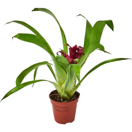 Бромелия микс ø5.5 h15 см