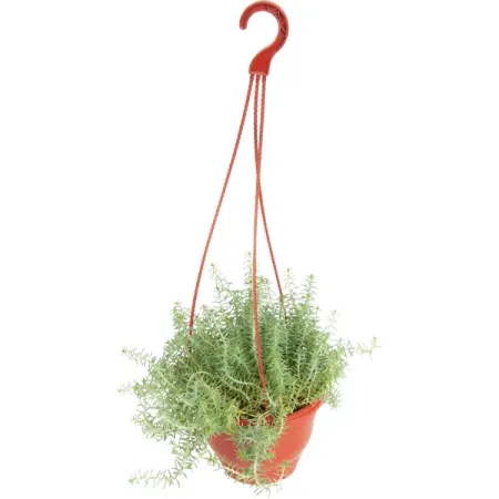 Очиток микс кашпо 16 см искусственные лепестки роз summertree 100 шт