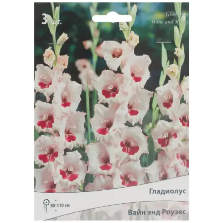 Гладиолус крупноцветковой «Вайн анд Роузес» искусственные лепестки роз summertree 100 шт