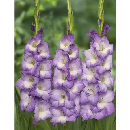 Гладиолус крупноцветковый Блу Сторм 3 шт. разъемы для клавиатуры ps2 locheuk 6 контактов 1 2 5 шт зеленый фиолетовый