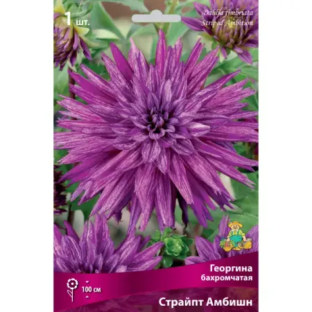 Георгины бахромчатые Страйпт Амбишн