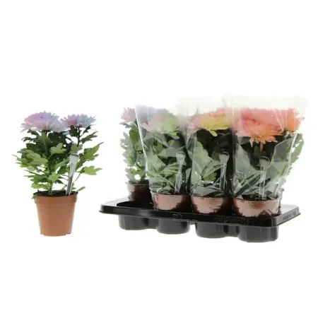 Хризантема Зембла белая микс ø13 h33 см искусственные ы laurelchow шелк хризантема маргаритка кореопсис гербера