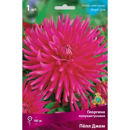 Георгины полукактусовые «Пёпл Джем», 1 шт. искусственные лепестки роз summertree 100 шт