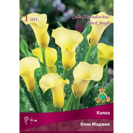 Калла Блэк Мэджик луковица 14/16