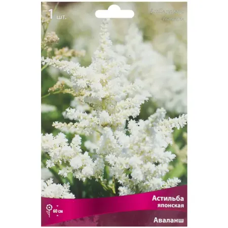 Астильба японская с капером микс