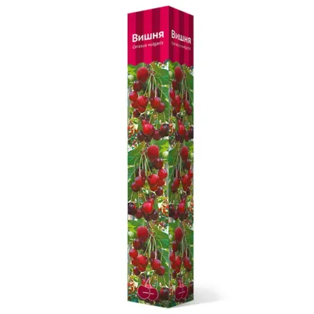 Вишня Харитоновская коробка h89 см