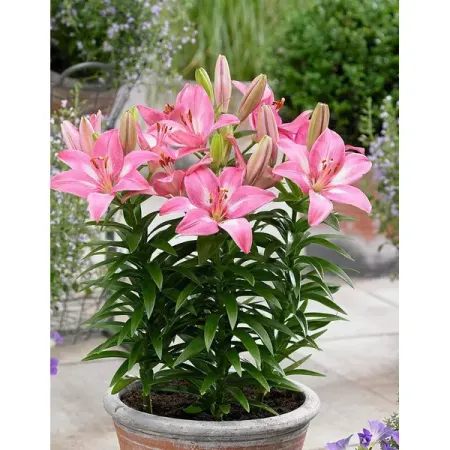 Лилия азиатская низкорослая Розалинн луковицы 12/14 луковицы растений крокус крупно ковый флауер рекорд в капере 10 шт 7 8