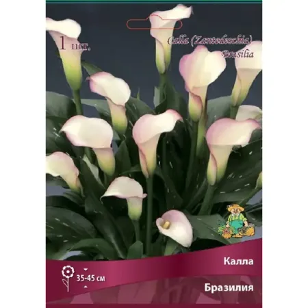 Калла Бразилия копия   монеты бразилия 20 000 рейс иоанн v 22k