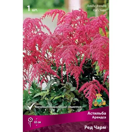 Астильба Арендса Ред Чарм луковица I