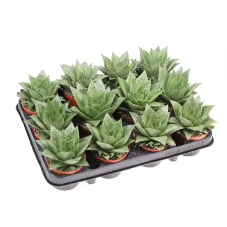 Гастерия Тига ø8.5 h12 см