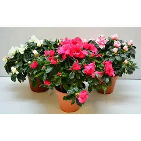 Азалия Индийская 13x25 см