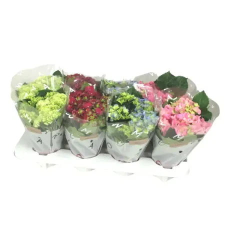 Гортензия Макрофила микс ø10.5 h22 см гортензия метельчатая мэджикал килиманджаро ø17 h20 см