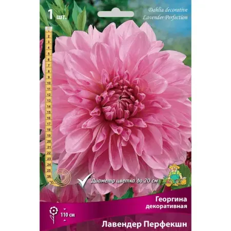 Георгина декоративная Лавендер Перфекшн луковица I