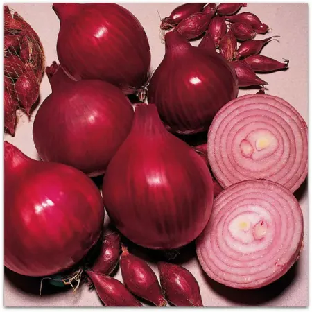 Лук-севок Кармен МС луковицы 8/21, 320 шт. луковицы растений крокус крупно ковый флауер рекорд в капере 10 шт 7 8