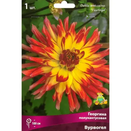 Георгина полукактусовая Вурвогел луковица I