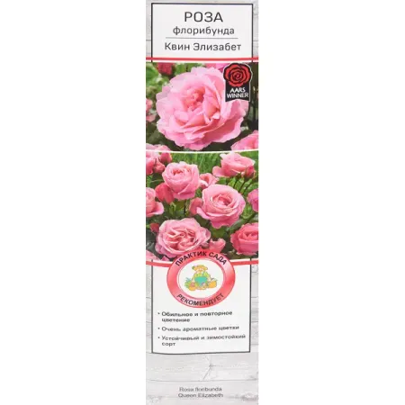 Розы флорибунда «Квин Элизабет» ярко розовые фольгированные шары microplush