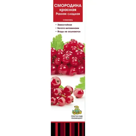 Смородина красная Ранняя сладкая коробка h39 см