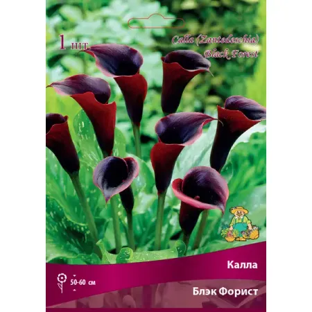 Калла Блэк Форист 14/16, 1 шт