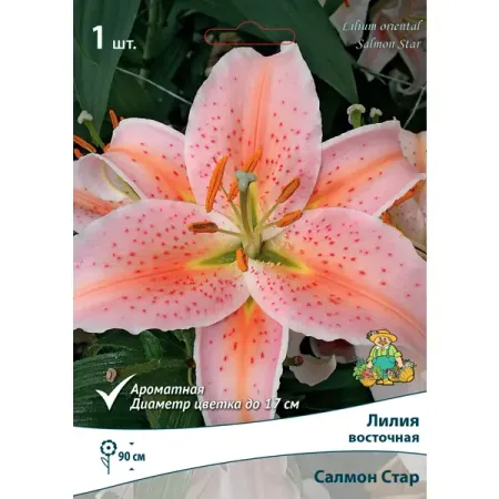 Лилия восточная Салмон Стар луковица 14/16