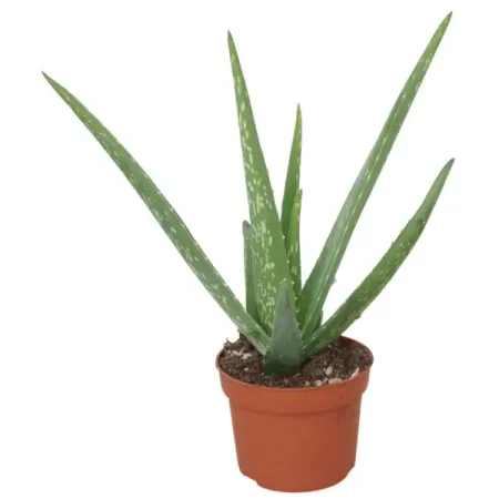 Алоэ Вера ø10.5 h30 см