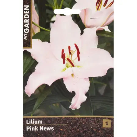 Лилия восточная Пинк Ньюз