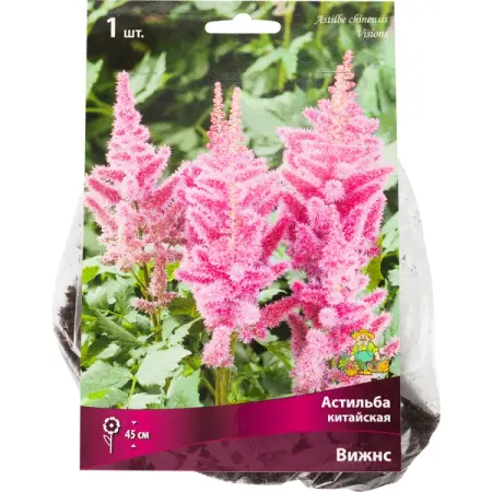 Астильба Вижнс китайская, 1 шт. китайская медная монета с ком сливы