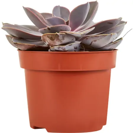 Эхеверия ø12 h15 см