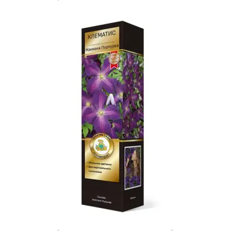 Клематис крупноцветковый Люкс Жакмана Пурпуреа h30 см бронзовая статуя лошади 20 см