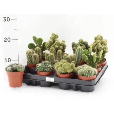 Кактус микс ø8.5 h10 см