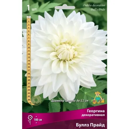 Георгина декоративная Буллз Прайд луковица I искусственные лепестки роз summertree 100 шт