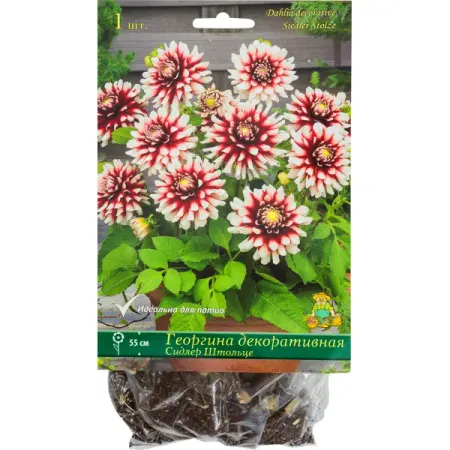 Георгины декоративные «Сидлер Штольце», 1 шт. декоративные наклейки для альбома tiamech