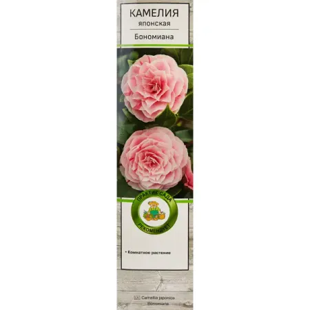 Камелия японская Бономиана h37 см