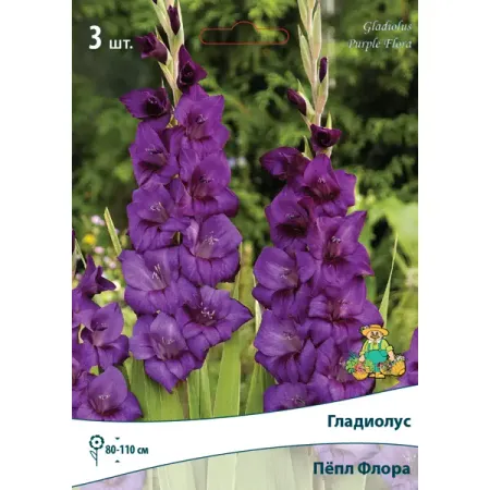 Гладиолусы крупноцветковые Пёпл Флора