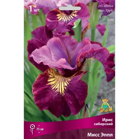 Ирис сибирский «Мисс Эппл» разбор I