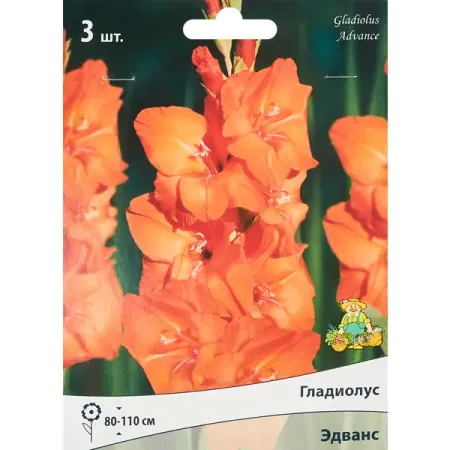 Гладиолус крупноцветковый Эдванс 3 шт. переключатель температуры dqlzv медный