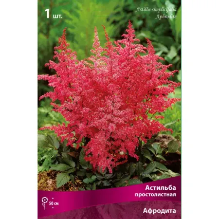 Астильба простолистная «Афродита» разбор I