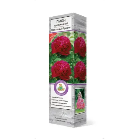 Пион древовидный Гранатовый браслет h30 см