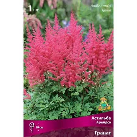 Астильба арендса Гранат I, 1 шт искусственные растения бонсай гранат