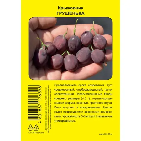 Крыжовник Грушенька пакет h37 см