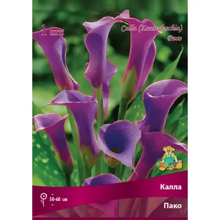 Калла Пако 14/16, 1 шт